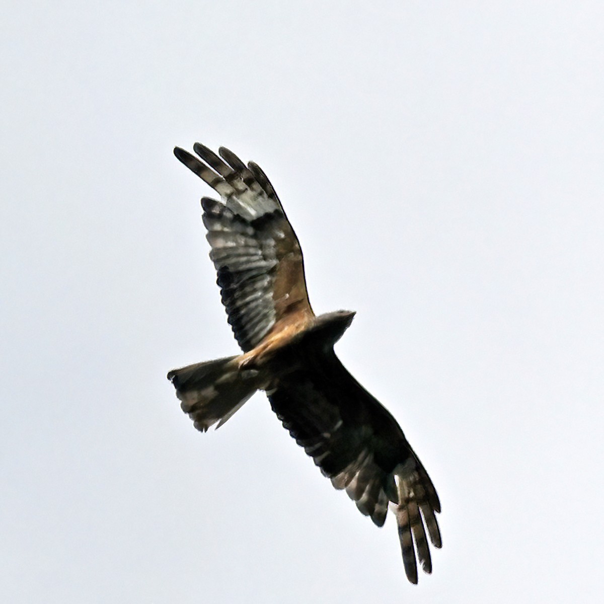 Square-tailed Kite - ML613407799