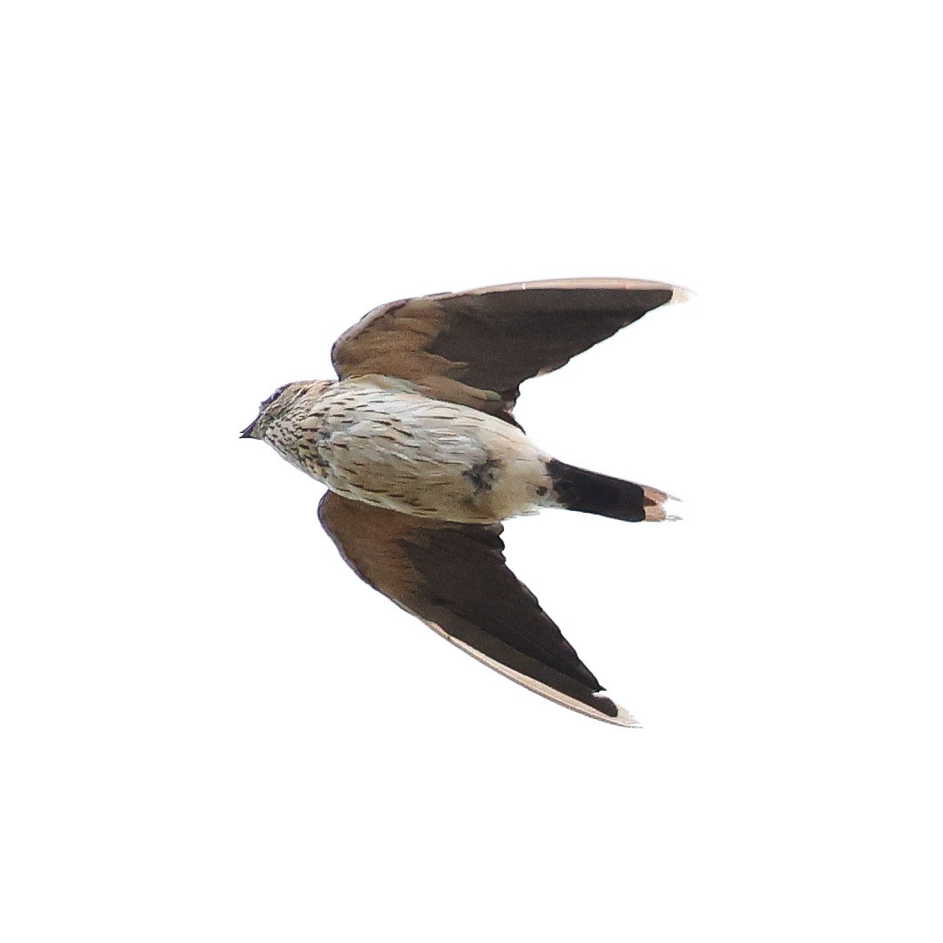 Red-rumped Swallow - ML613407826