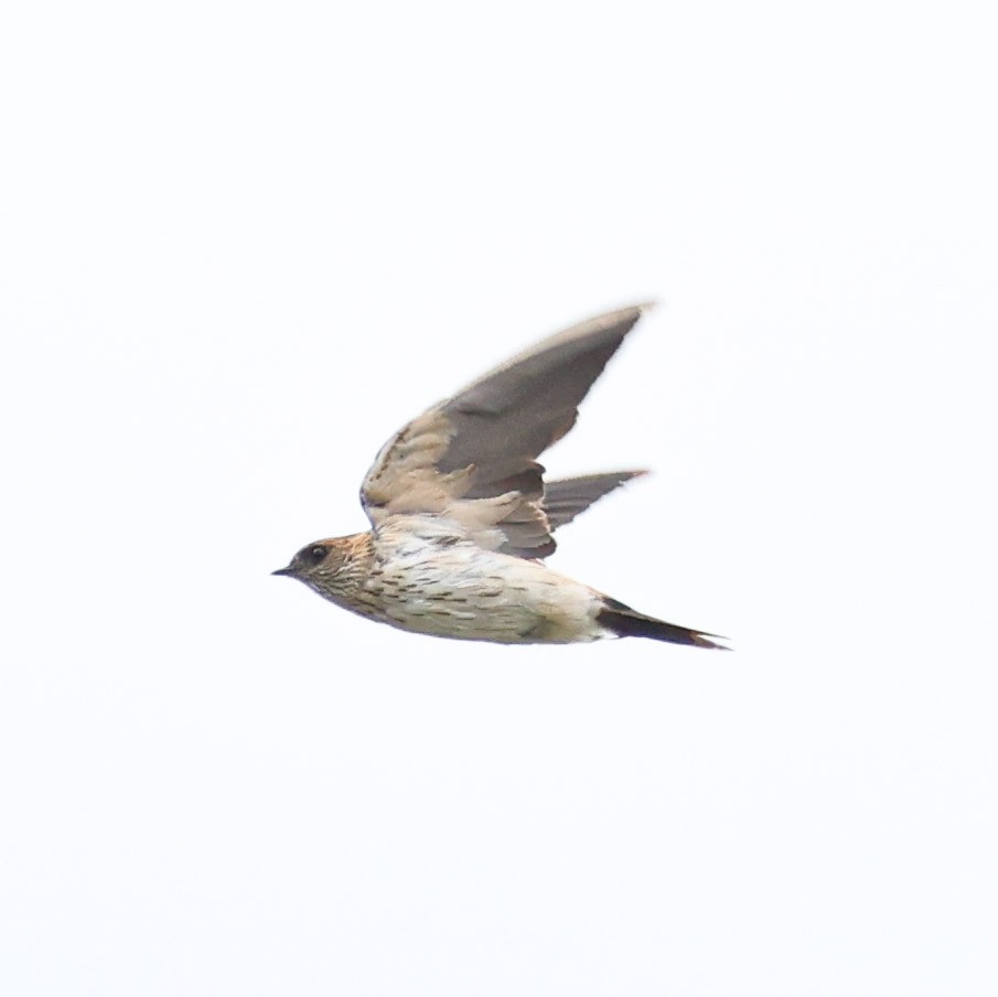 Red-rumped Swallow - ML613407828