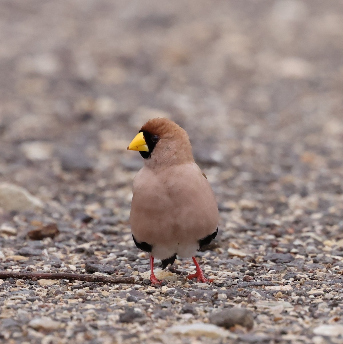 Masked Finch - ML613407934