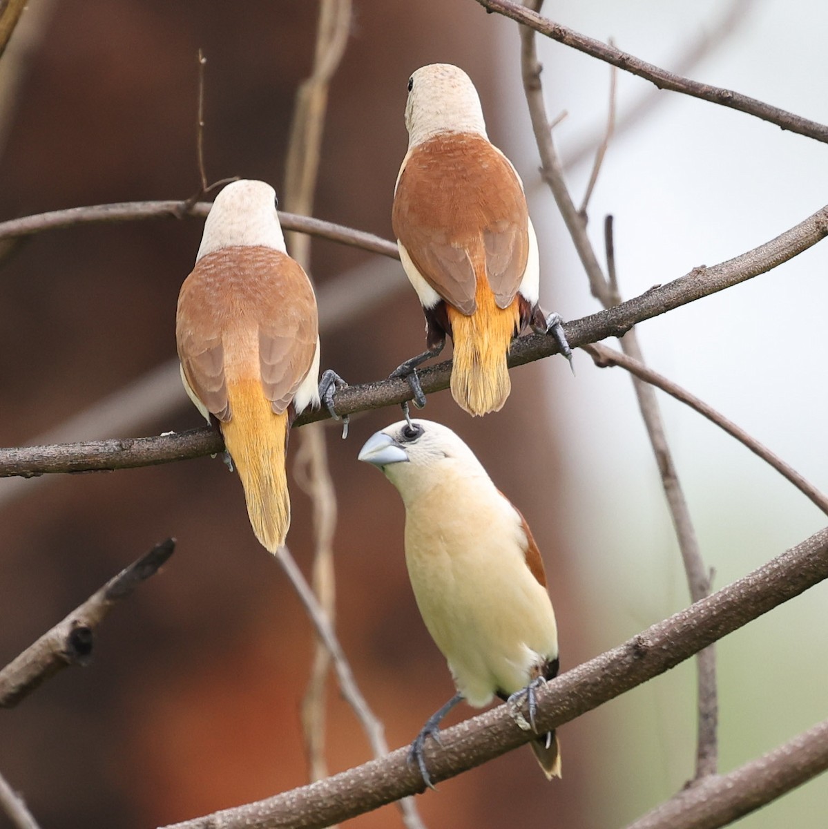 Yellow-rumped Munia - ML613407956