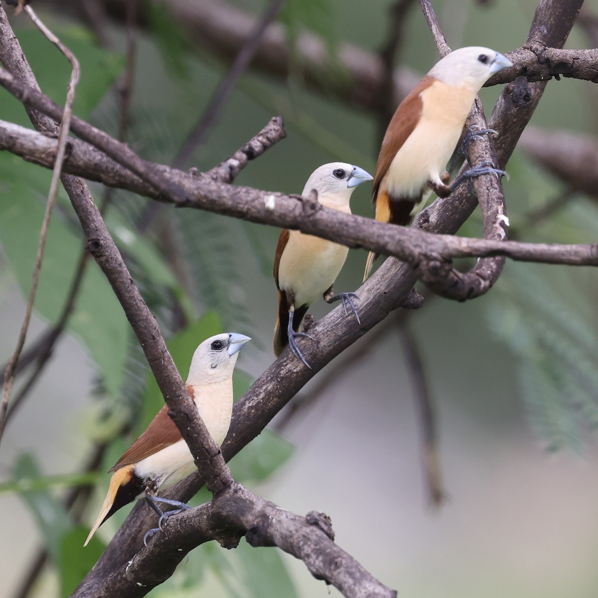 Yellow-rumped Munia - ML613407957