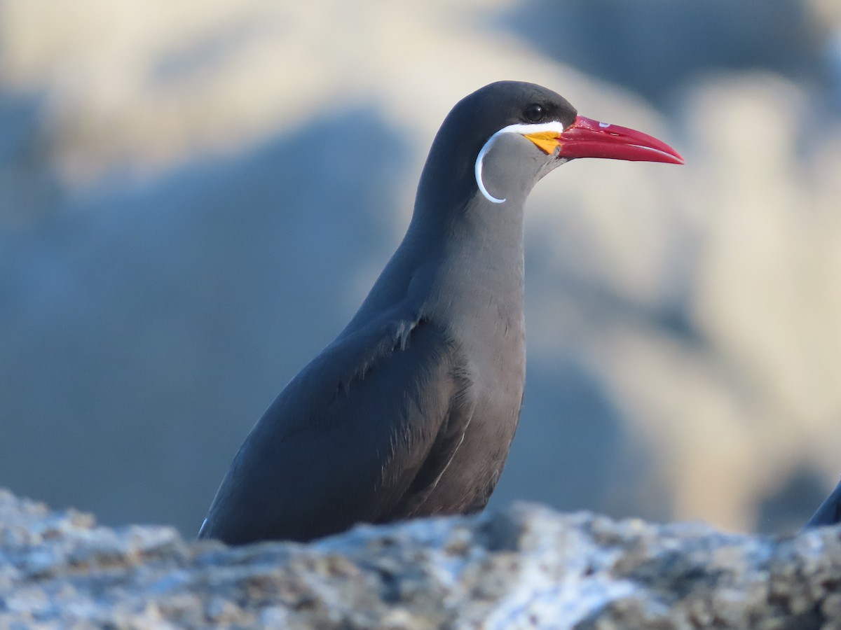 Inca Tern - Nelson Contardo