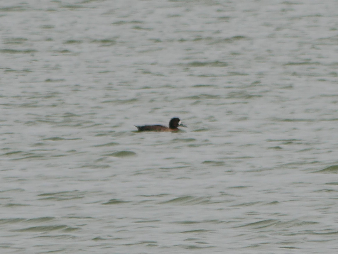 Greater Scaup - ML613408057