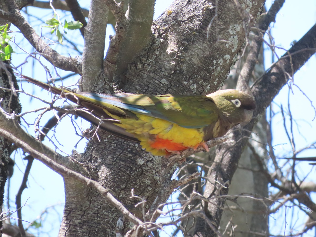Patagonya Papağanı - ML613408159
