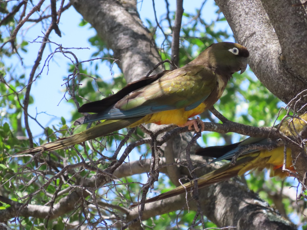 Patagonya Papağanı - ML613408161