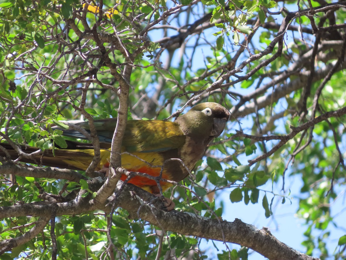 Patagonya Papağanı - ML613408162