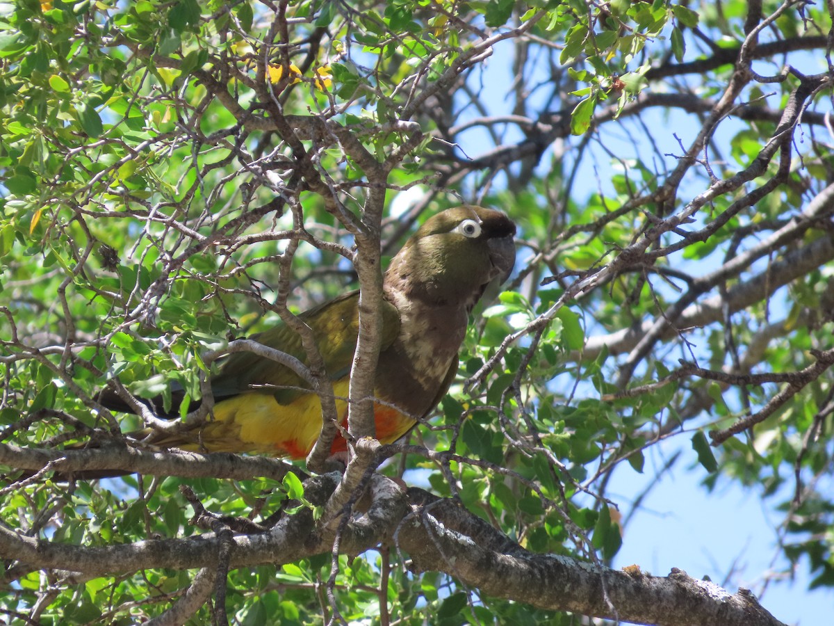 Patagonya Papağanı - ML613408164