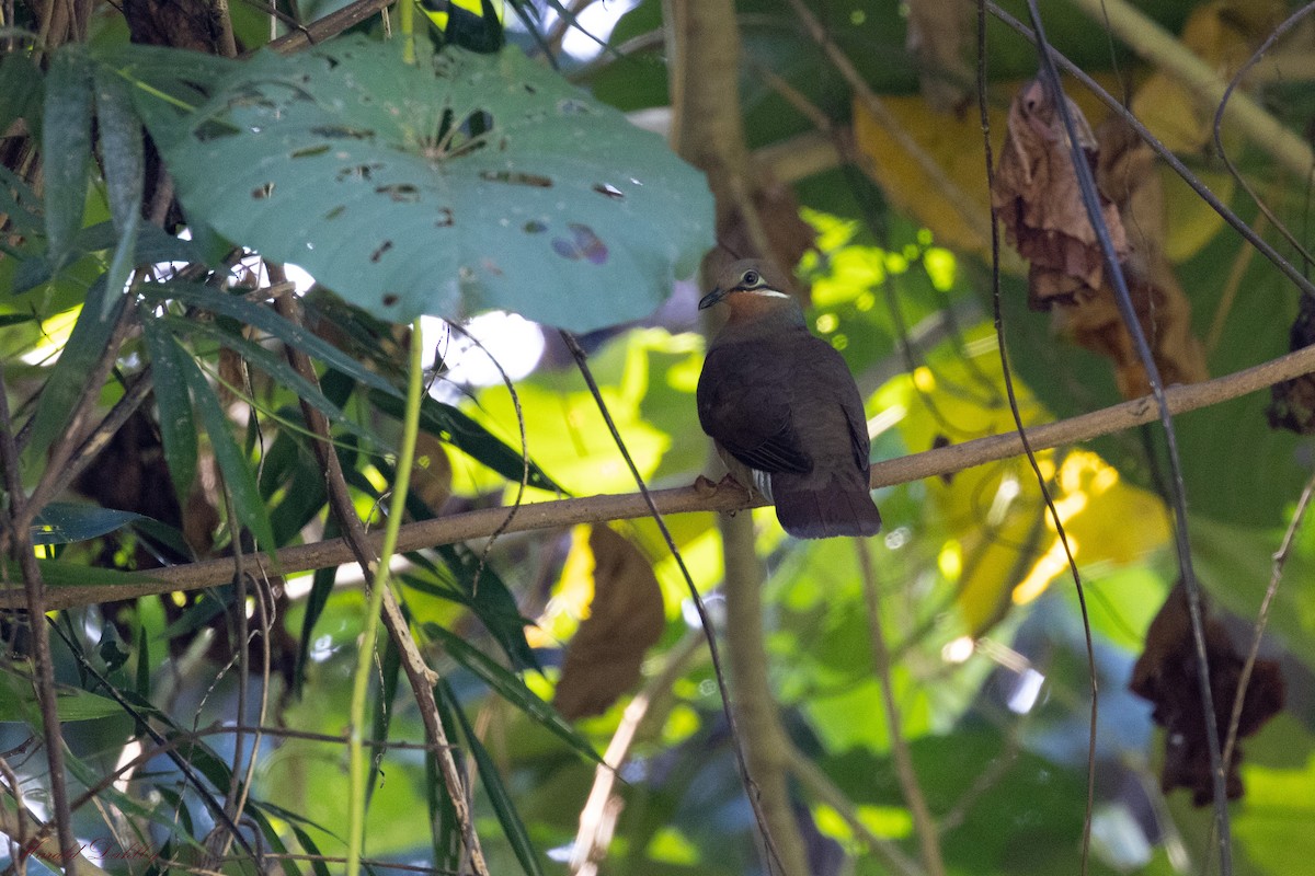 White-eared Brown-Dove - ML613408240