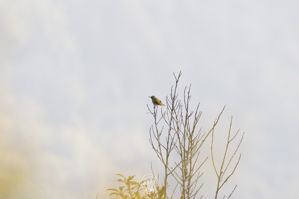 Fire-tailed Sunbird - ML613408257
