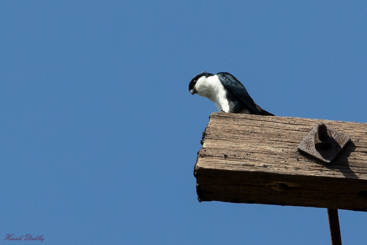 Philippine Falconet - ML613408283