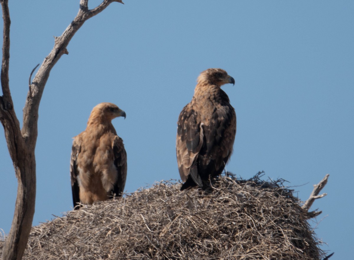 Tawny Eagle - ML613408339