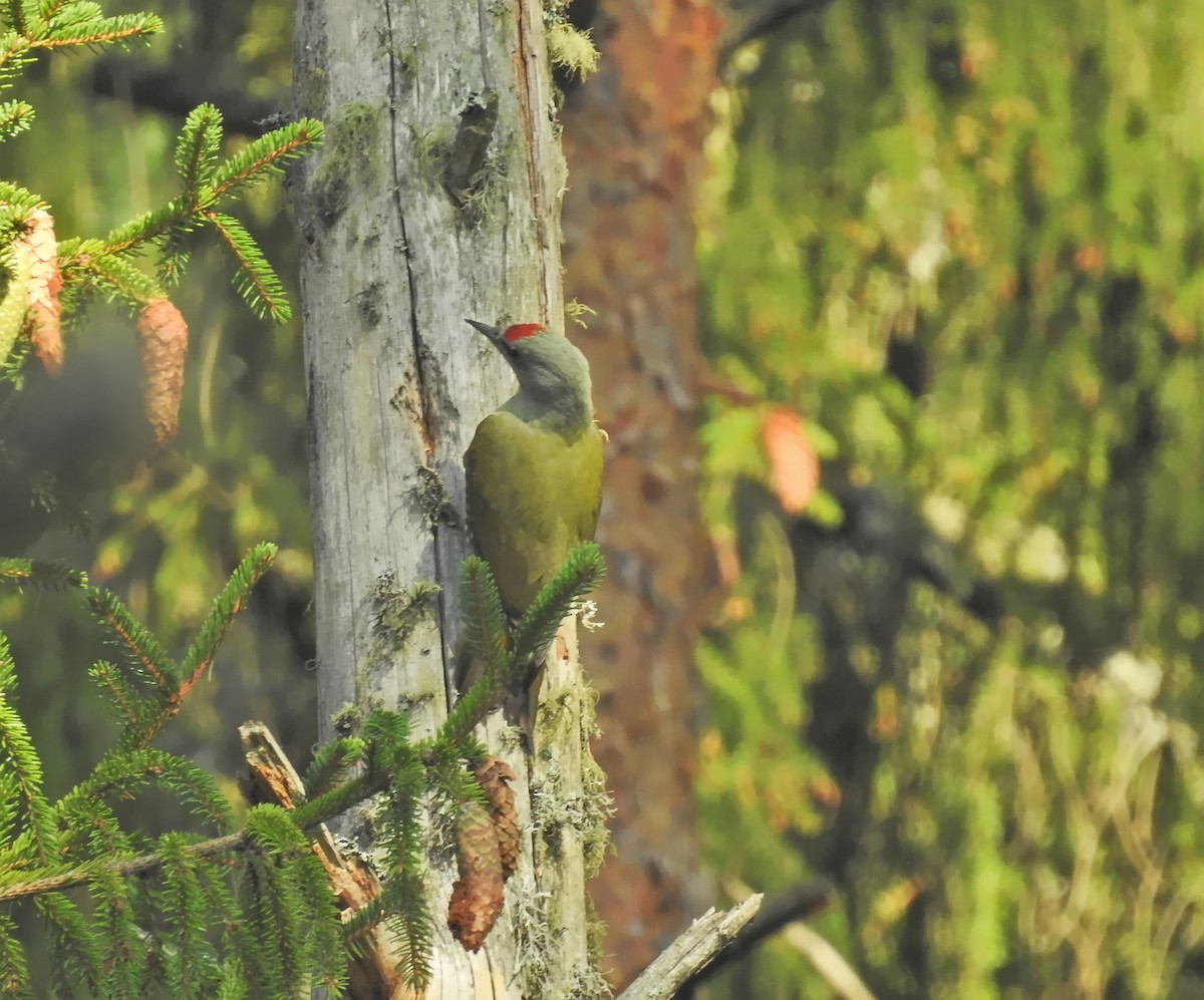 Gray-headed Woodpecker - ML613408381