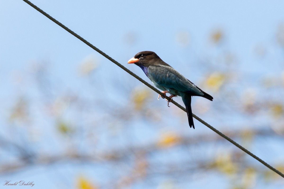 Dollarbird - ML613408383