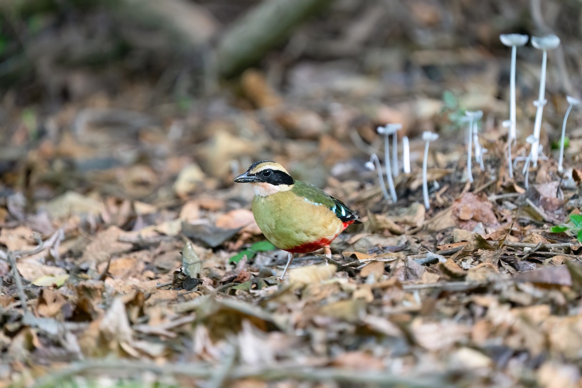 African Pitta - ML613408395