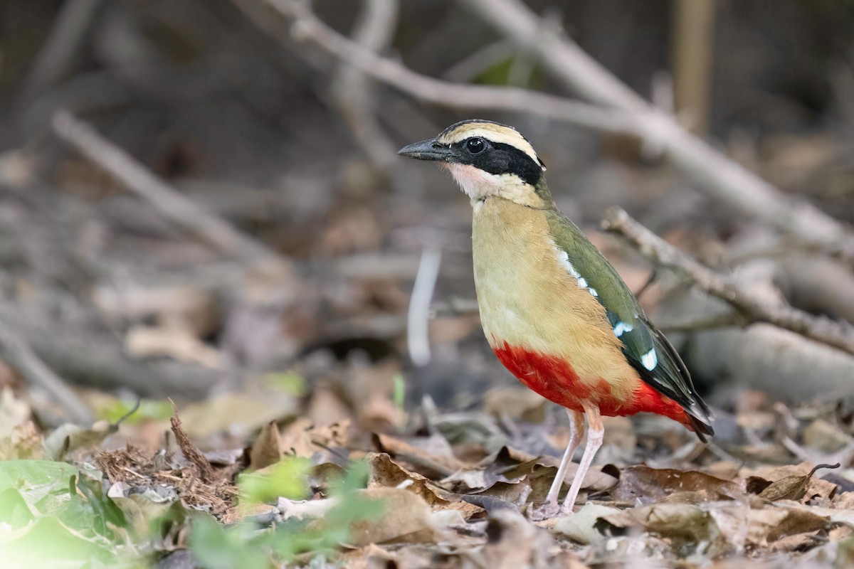 African Pitta - ML613408397