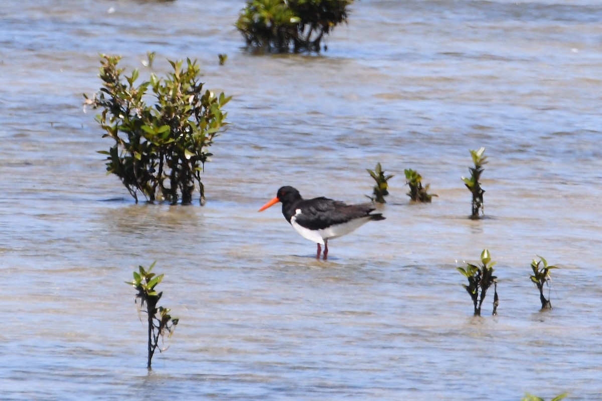 Pied Oystercatcher - ML613408401