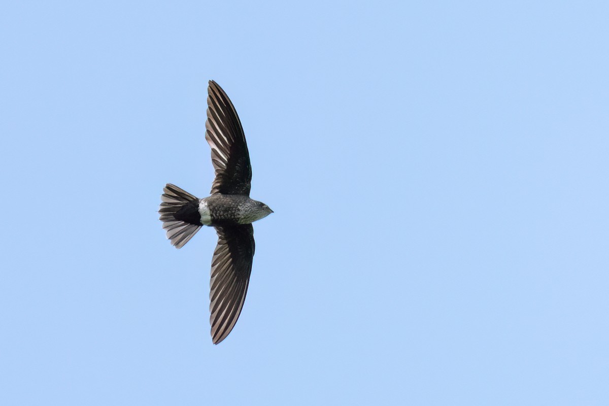 Martinet d'Ussher - ML613408406