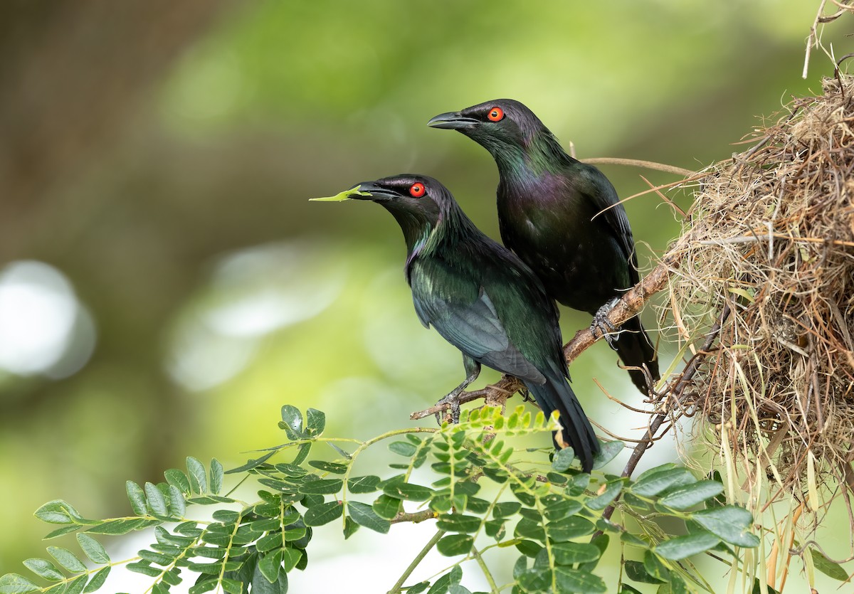 Metallic Starling - ML613408417