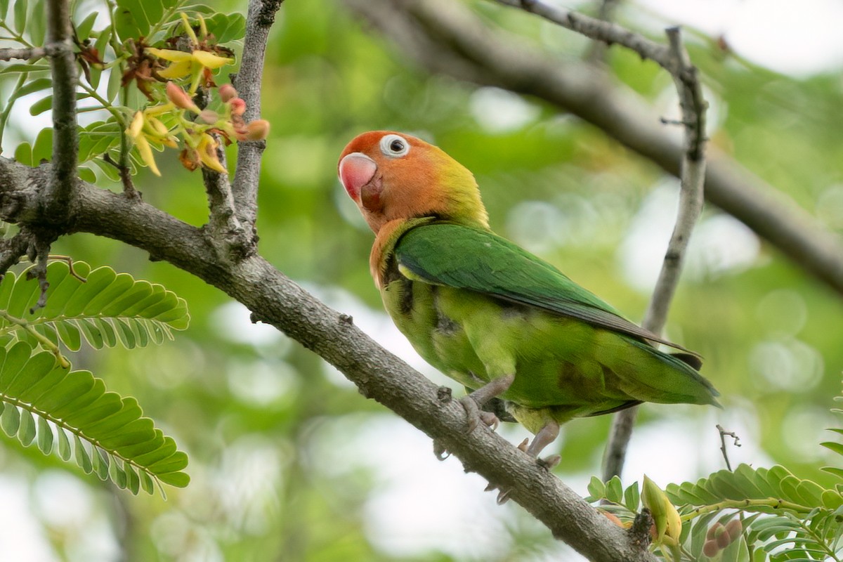 Inséparable de Lilian - ML613408420