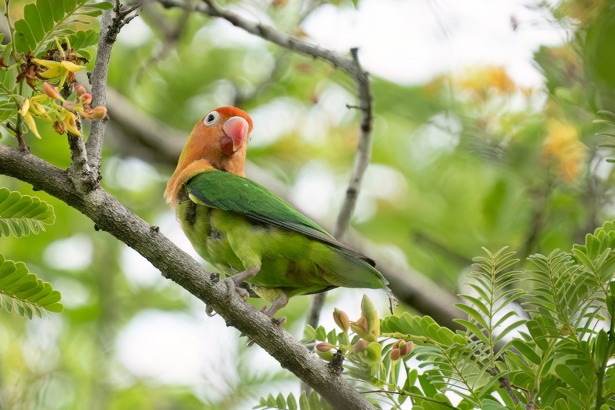 Lilian's Lovebird - ML613408421