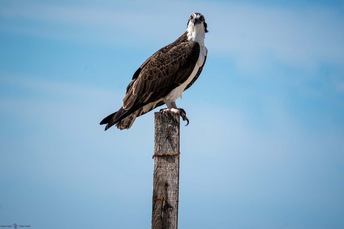 Águila Pescadora - ML613408465