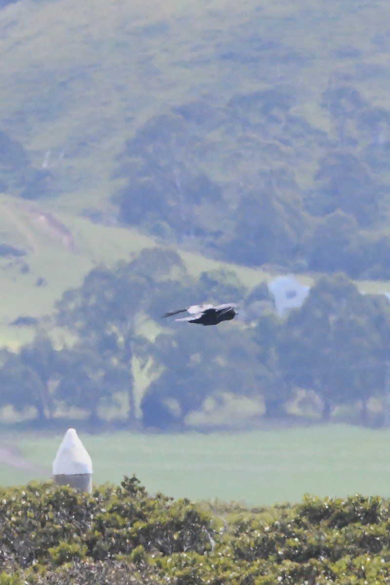 Cuervo de Tasmania - ML613408516