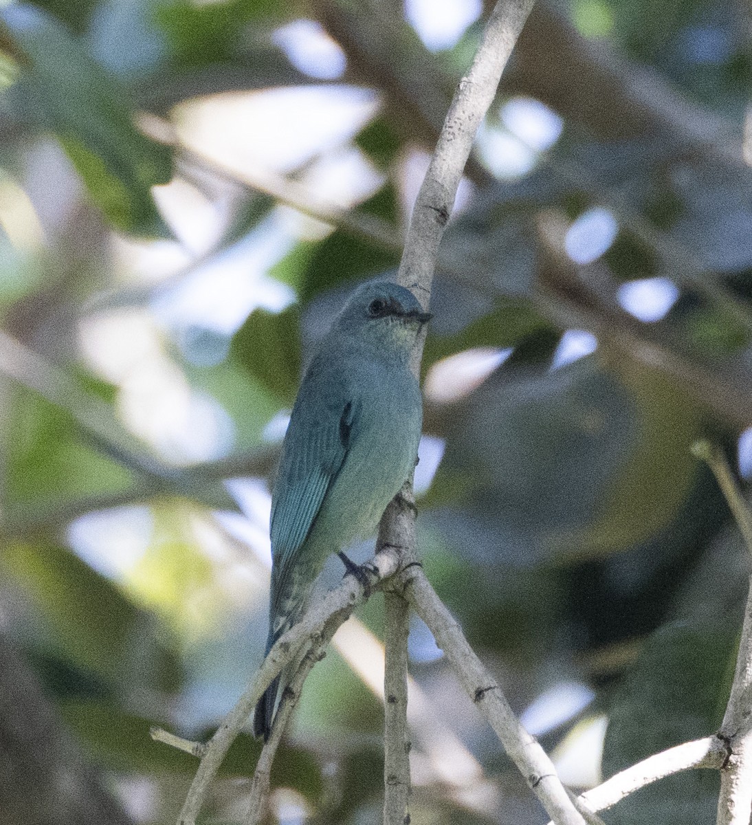 Verditer Flycatcher - ML613408576