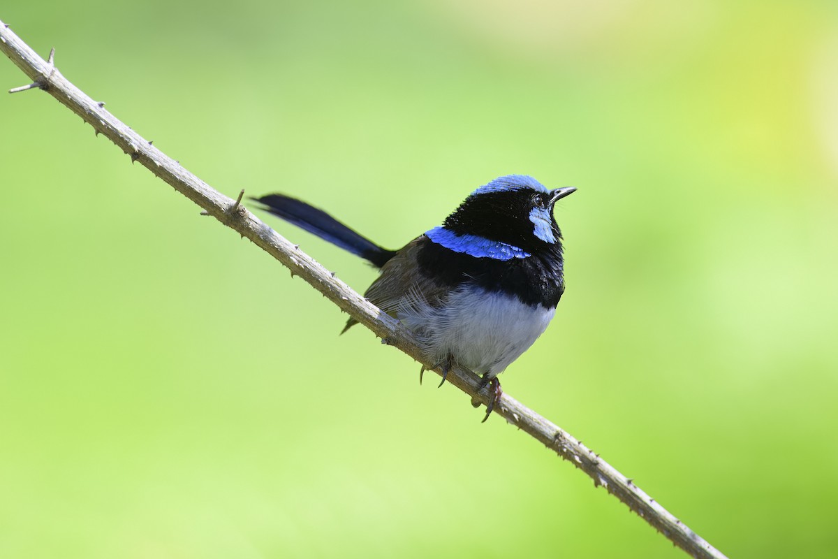 Superb Fairywren - ML613408582