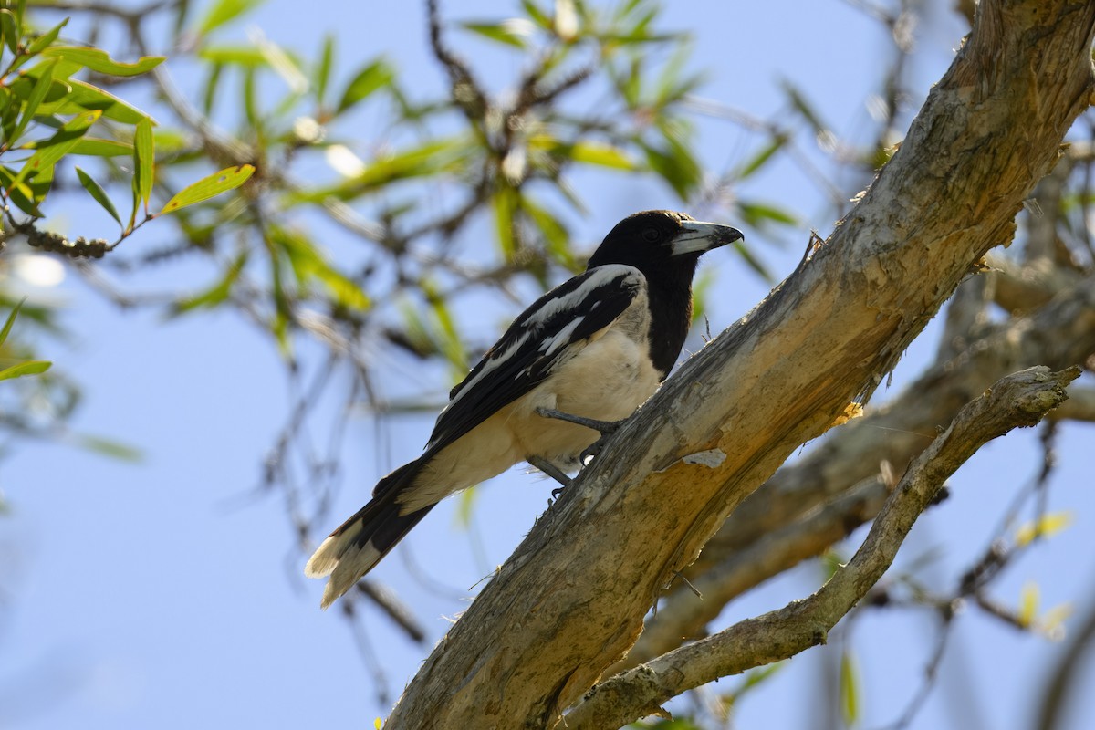 Pied Butcherbird - ML613408586