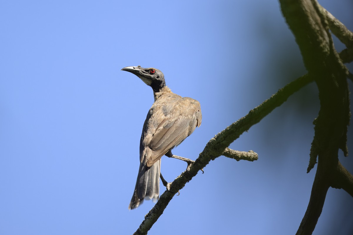 Noisy Friarbird - ML613408592