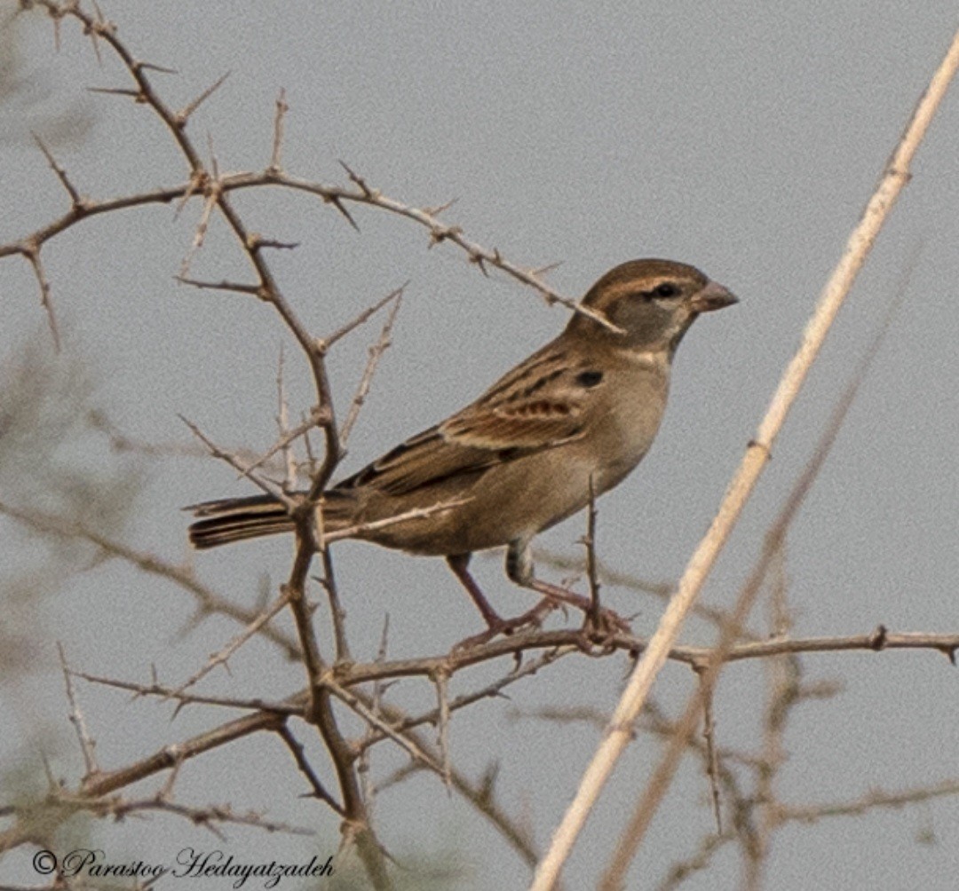 Dead Sea Sparrow - ML613408605