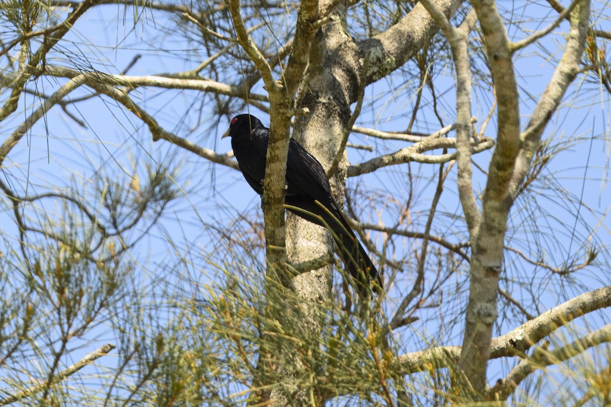 Коель східний (підвид cyanocephalus/subcyanocephalus) - ML613408606