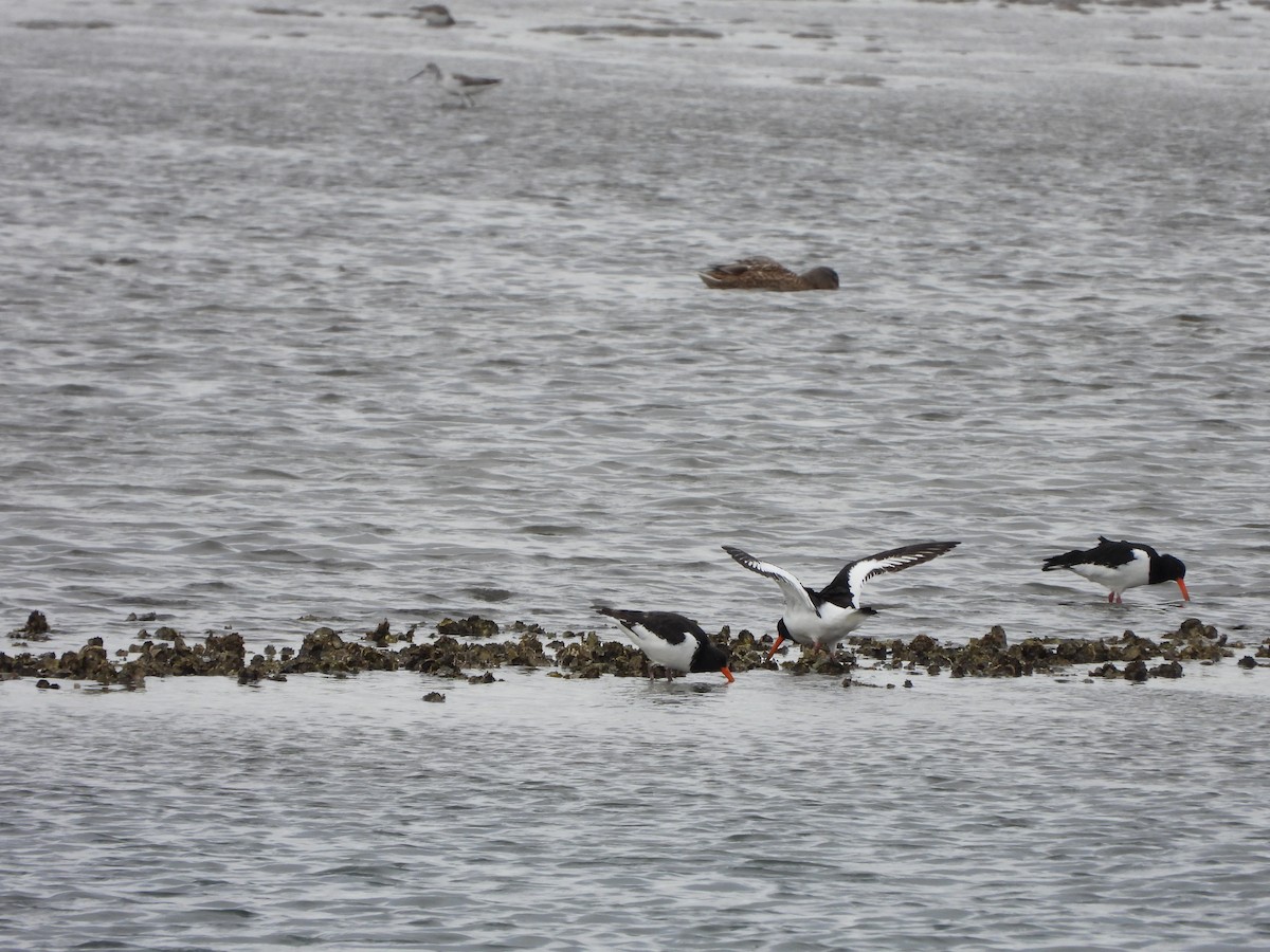 Eurasian Oystercatcher - ML613408700