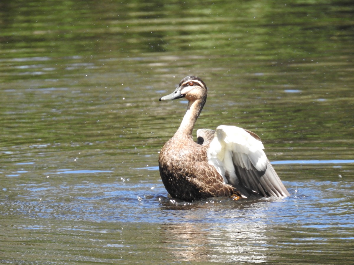 Pacific Black Duck - ML613408728