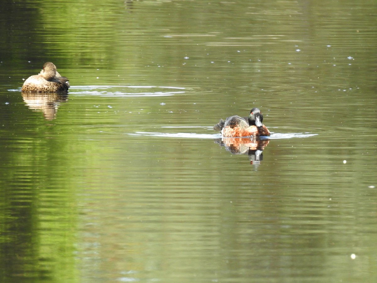 Chestnut Teal - ML613408740