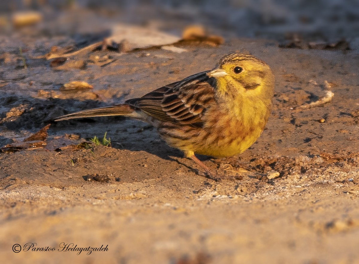 Yellowhammer - ML613408753