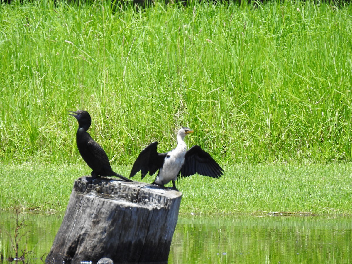 Little Pied Cormorant - ML613408768