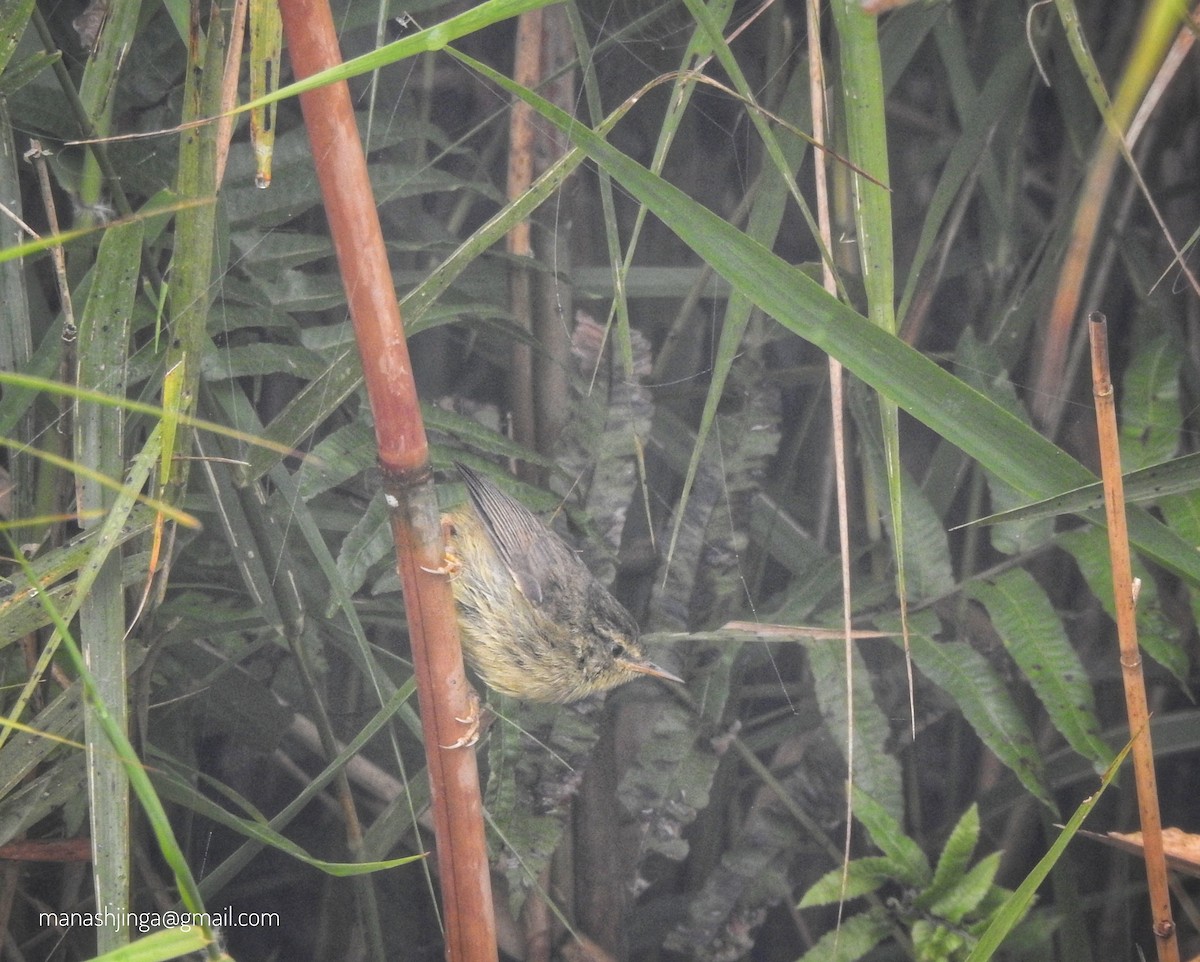 Aberrant Bush Warbler - Manash Pratim