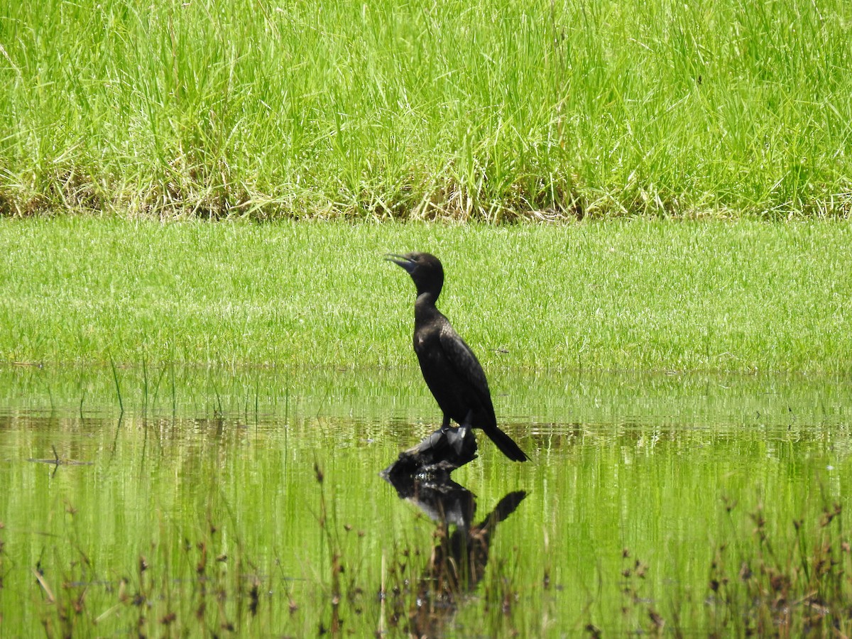 Little Black Cormorant - ML613408785