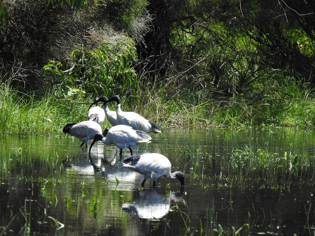 Ibis à cou noir - ML613408805