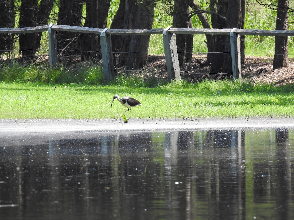 Straw-necked Ibis - ML613408809