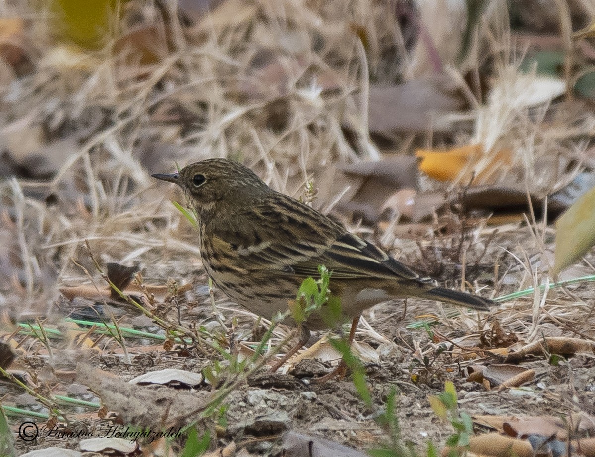Meadow Pipit - ML613408823