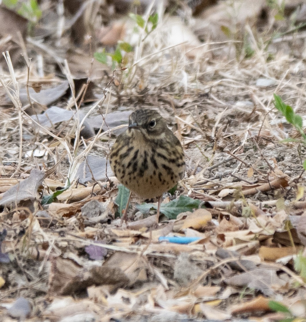 Meadow Pipit - ML613408824