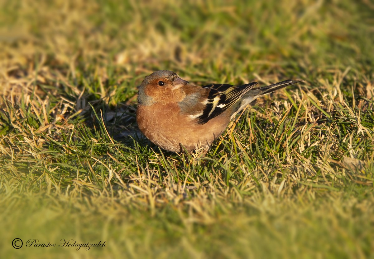 Common Chaffinch - ML613408832