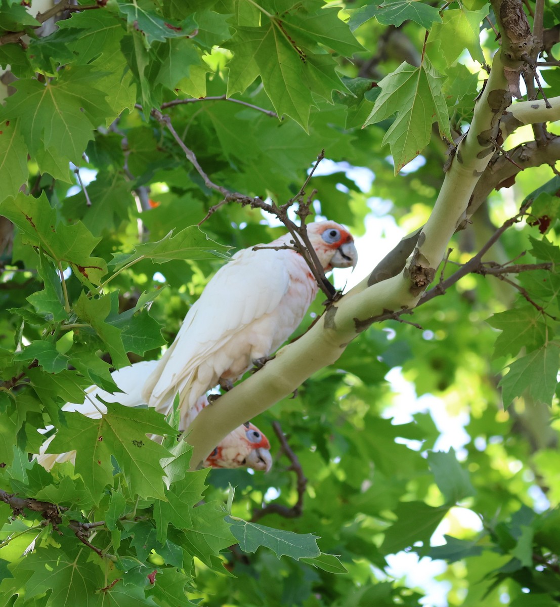 Long-billed Corella - Liz Benson