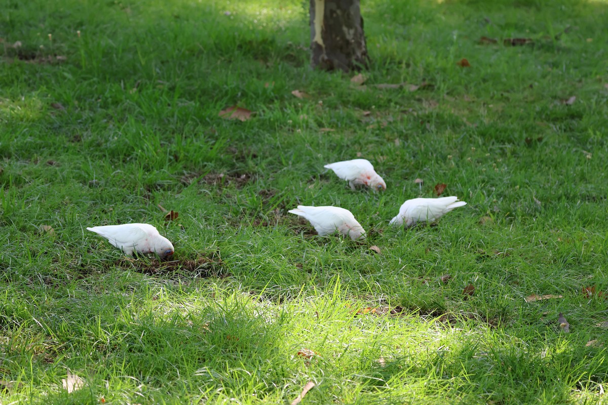 Long-billed Corella - ML613408843