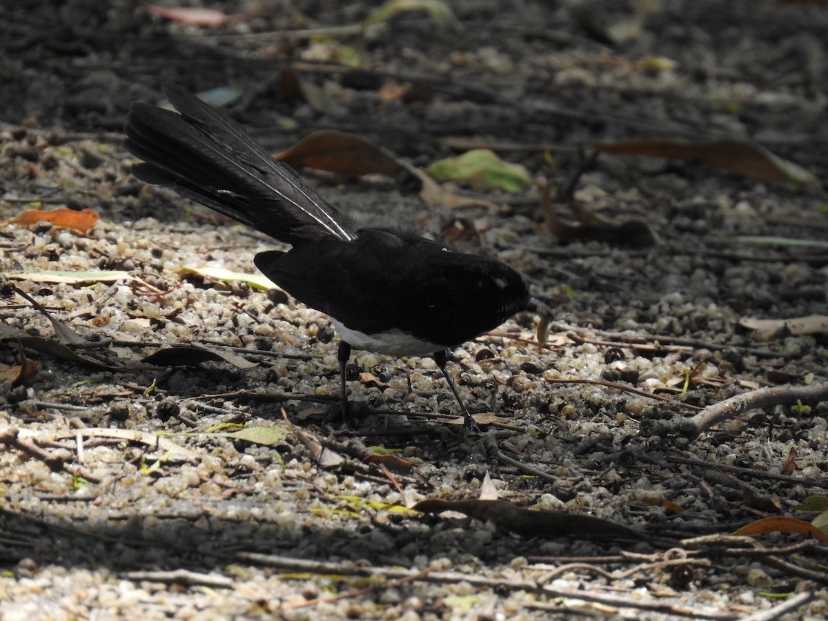 Willie-wagtail - ML613408866