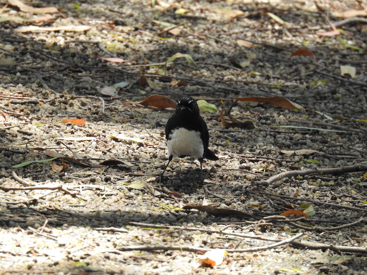 Willie-wagtail - sharon dodd