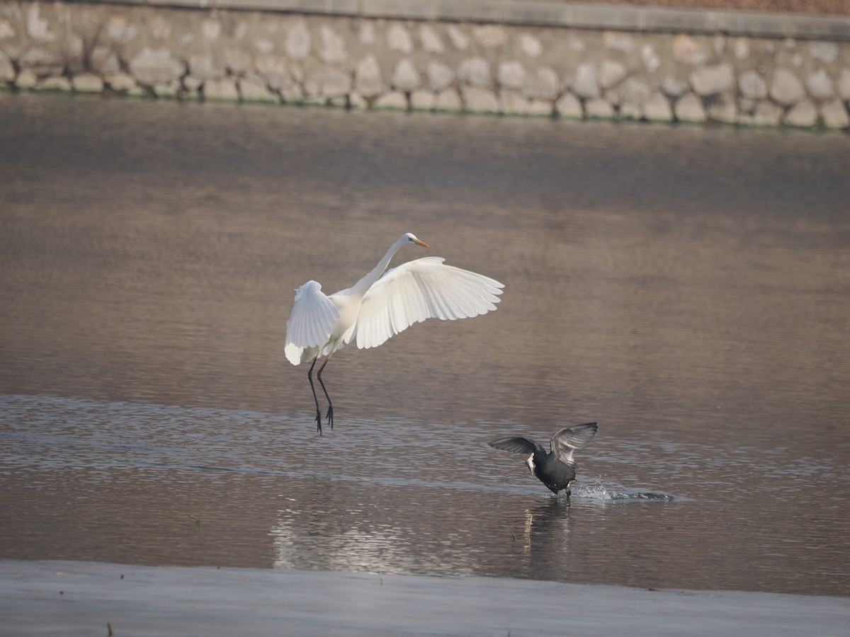 Great Egret - ML613408871